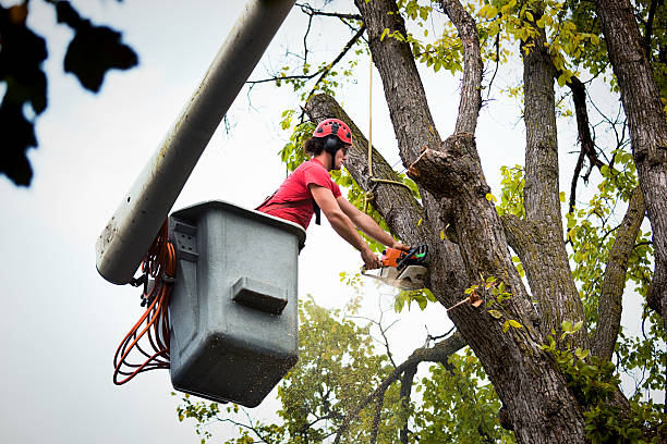 How Our Tree Care Process Works  in  Sweetwater, TX